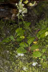 Golden eye saxifrage